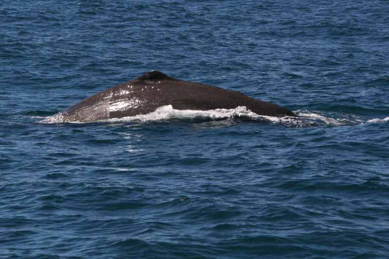 Nieuw-Zeeland 2011 - 1239